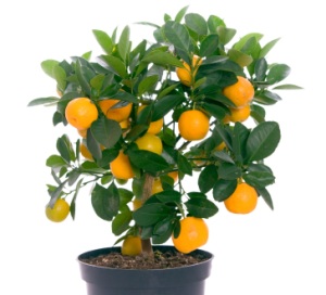 Citrus x citrofortunella mitis